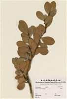 藏品(臺灣白樹)的圖片